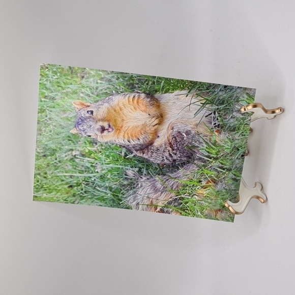 Embellished Sunburst Framed 4x6 Happy Cute Squirrel Photography Print - Picture 8 of 9